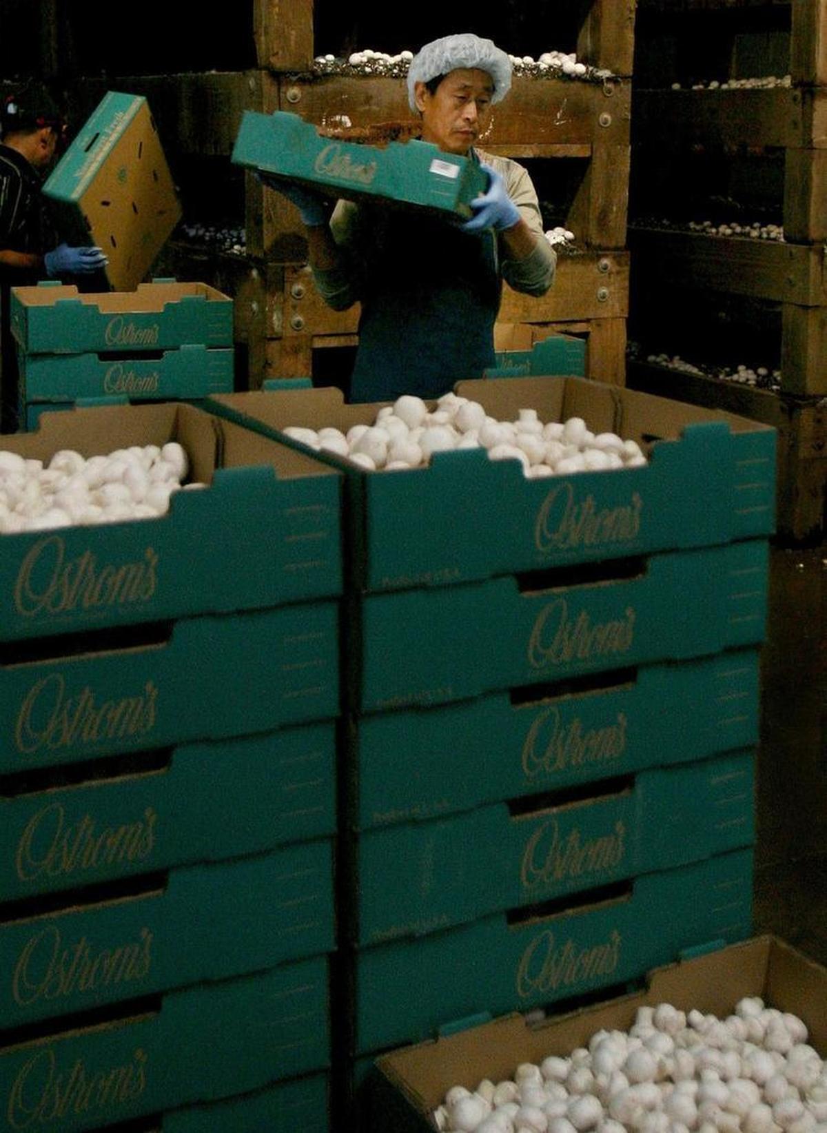 In a July 2010 file photo, Ostrom’s employee Jin Jung stacks a tray of freshly harvested mushrooms at the farm.