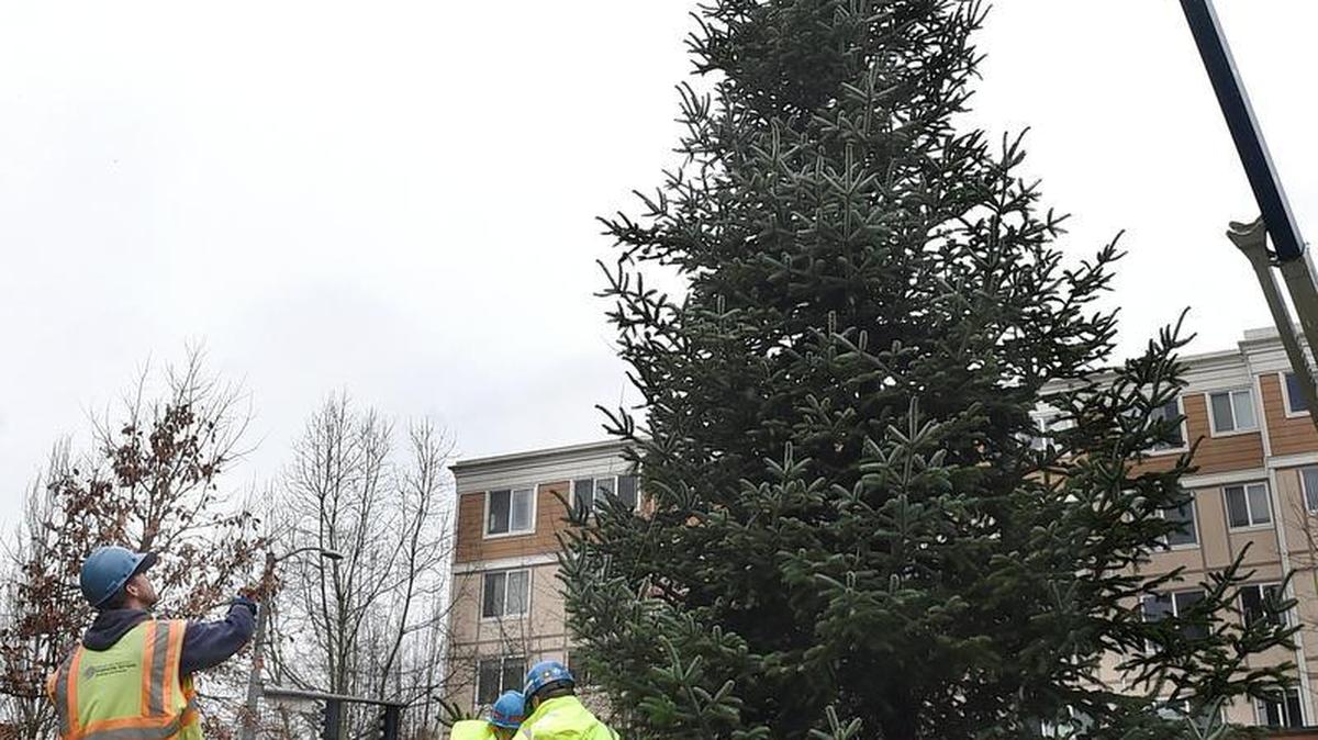 A crew composed of Department of Enterprise Services staff and Mike’s Custom Welding lower a 27-foot Nordman fir into place Nov. 12 at Sylvester Park in downtown Olympia. The tree will serve as the city’s holiday tree.