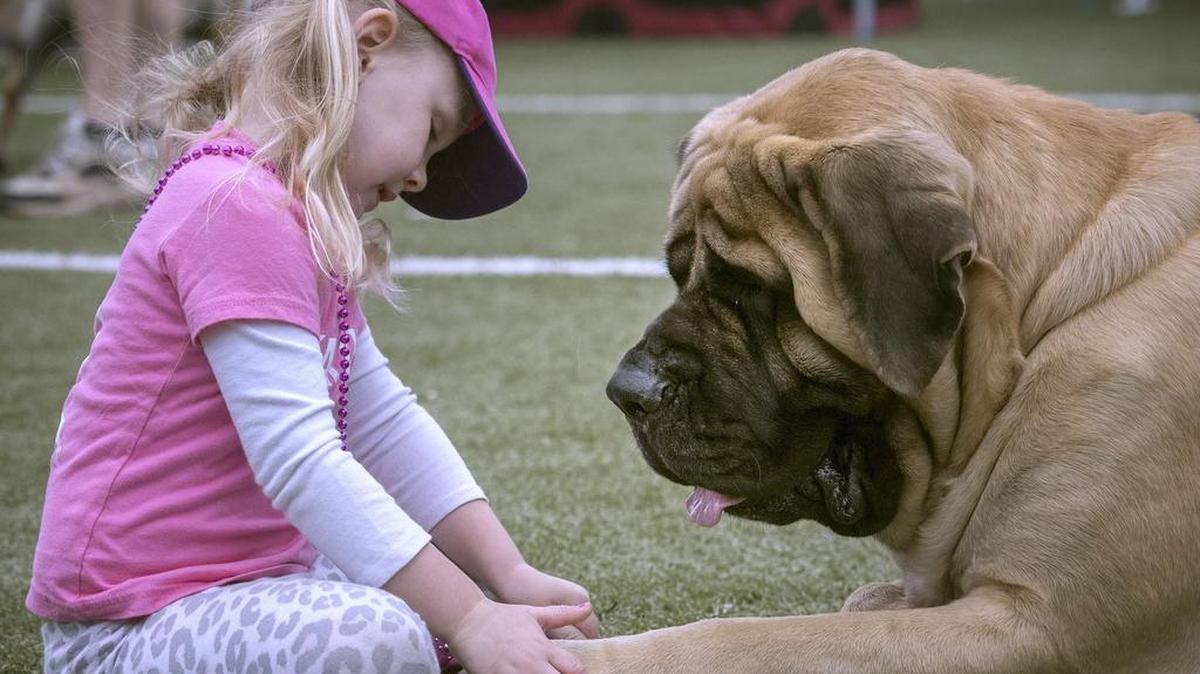 
Teagan Baggenstos, 4, of Graham offers some company to Cinch, a 2-year-old male mastiff owned by Tim Pearson of Maple Valley, as he waits to show during the Nisqually Kennel Club’s dog show at Dream Team Park in Lacey on Saturday, Aug. 8, 2015.
