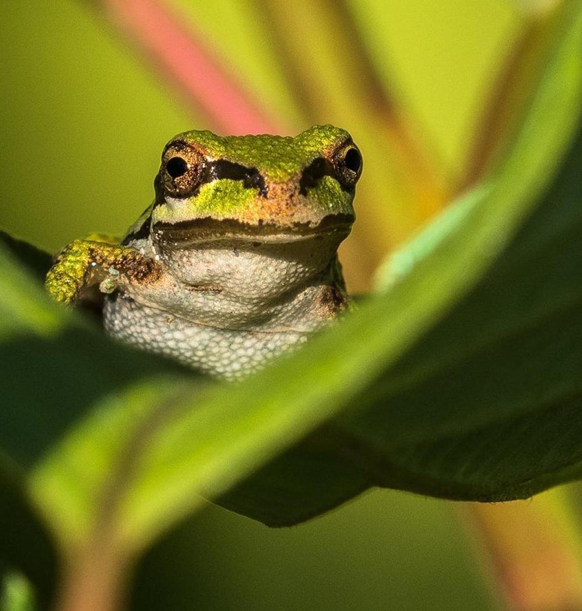 A tree frog basks in the sun while perched on a leaf at Magnuson Park in Seattle.
