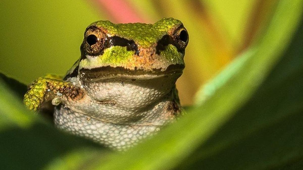 A tree frog basks in the sun while perched on a leaf at Magnuson Park in Seattle.