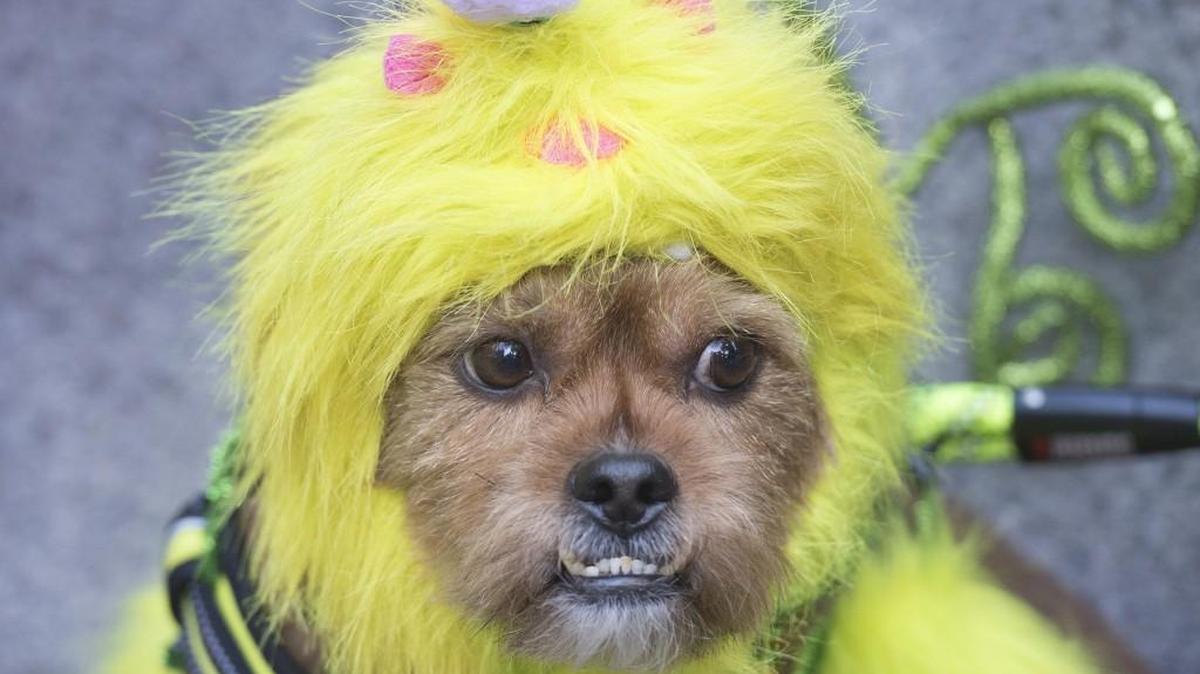 Dorito, a yorky/shitzu mix owned by Jason and Wendy Steens of Olympia, dresses as a two-eye alien during the 86th annual Pet Parade in downtown Olympia in 2016. This year’s theme is “Beauties & Beasts.”