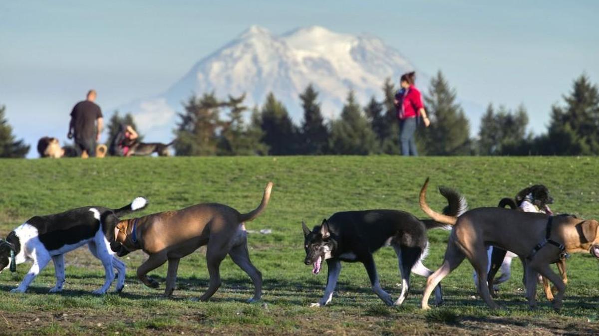 Dogs and their owners gather at the Thurston County Off-leash Dog Area in Lacey — also known as the Hawks Prairie Dog Park — on Tuesday, Oct. 20, 2015.