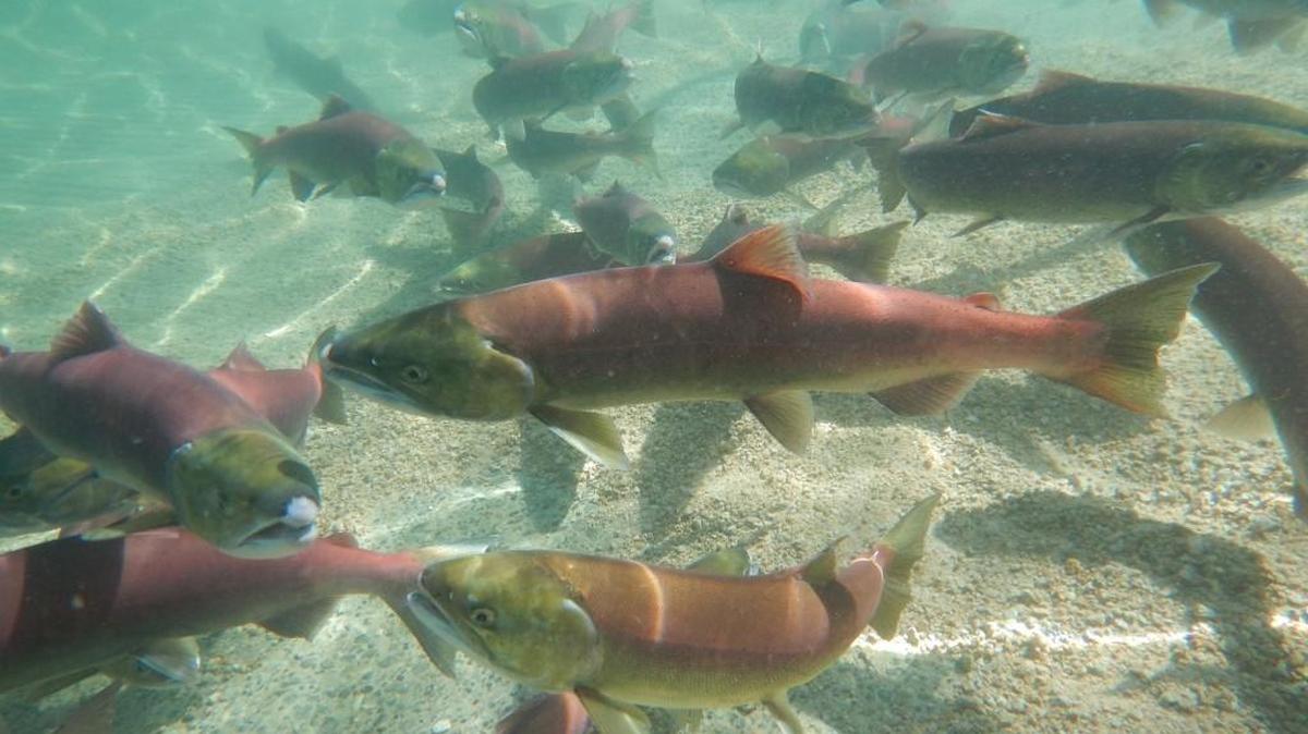 Wild and hatchery-raised sockeye salmon are released into Redfish Lake in central Idaho in 2014.