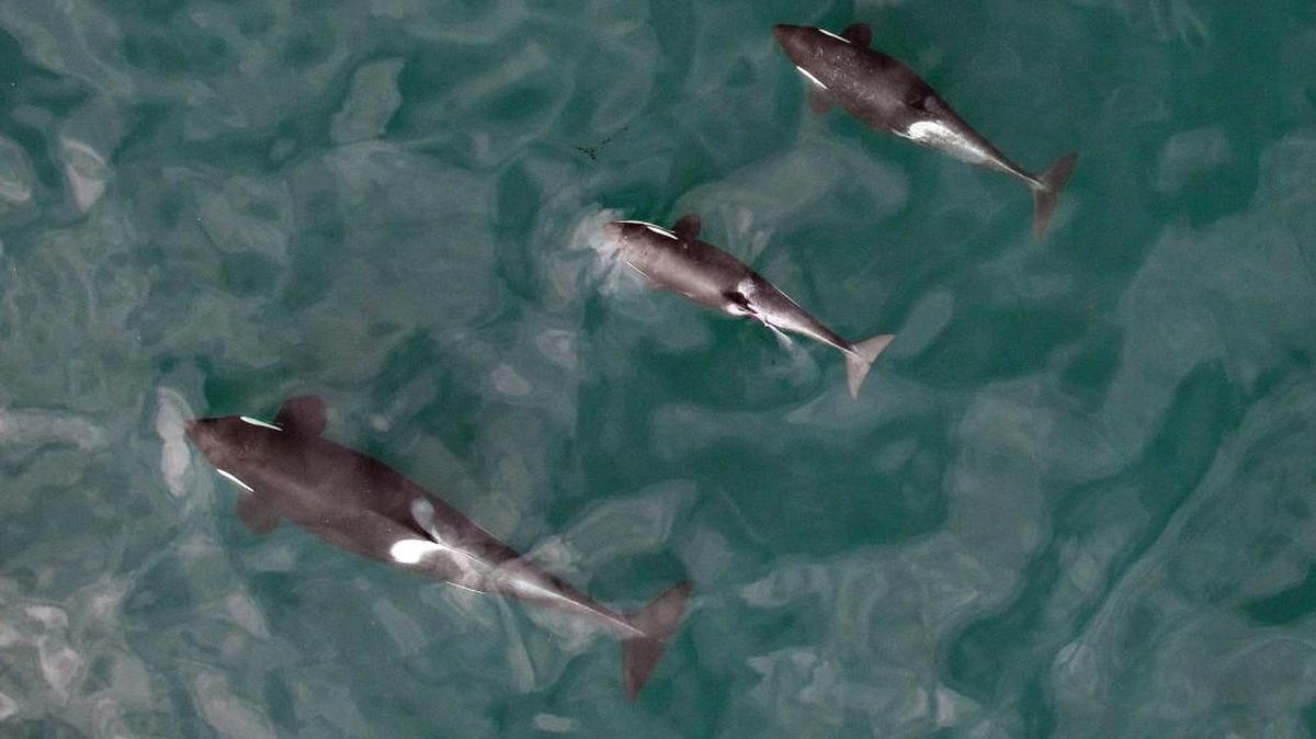 This September photo provided by NOAA Fisheries shows a female orca and her two offspring. Federal biologists flying a drone have taken thousands of rich images of endangered Puget Sound orcas, showing the whales are in good condition this year and that several appear to be pregnant.