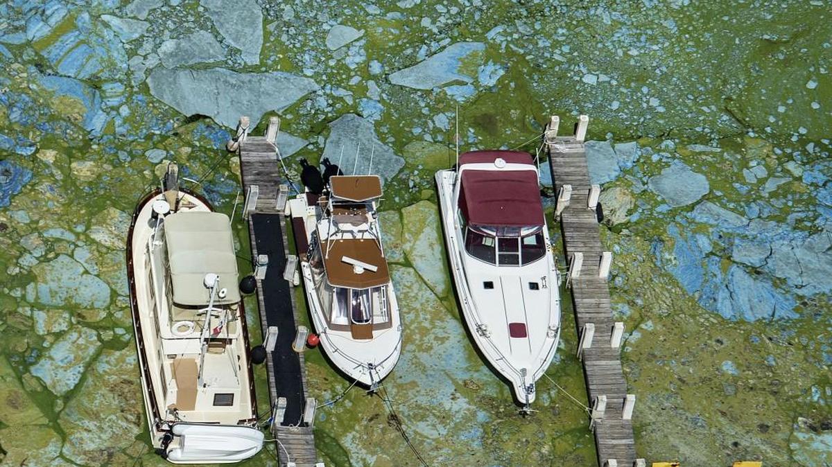Boats docked at Central Marine in Stuart, Florida, are surrounded by blue green algae in this 2016 photo. The massive algae outbreak that caked parts of Florida's St. Lucie River with guacamole-thick sludge was the latest in an annual phenomenon.