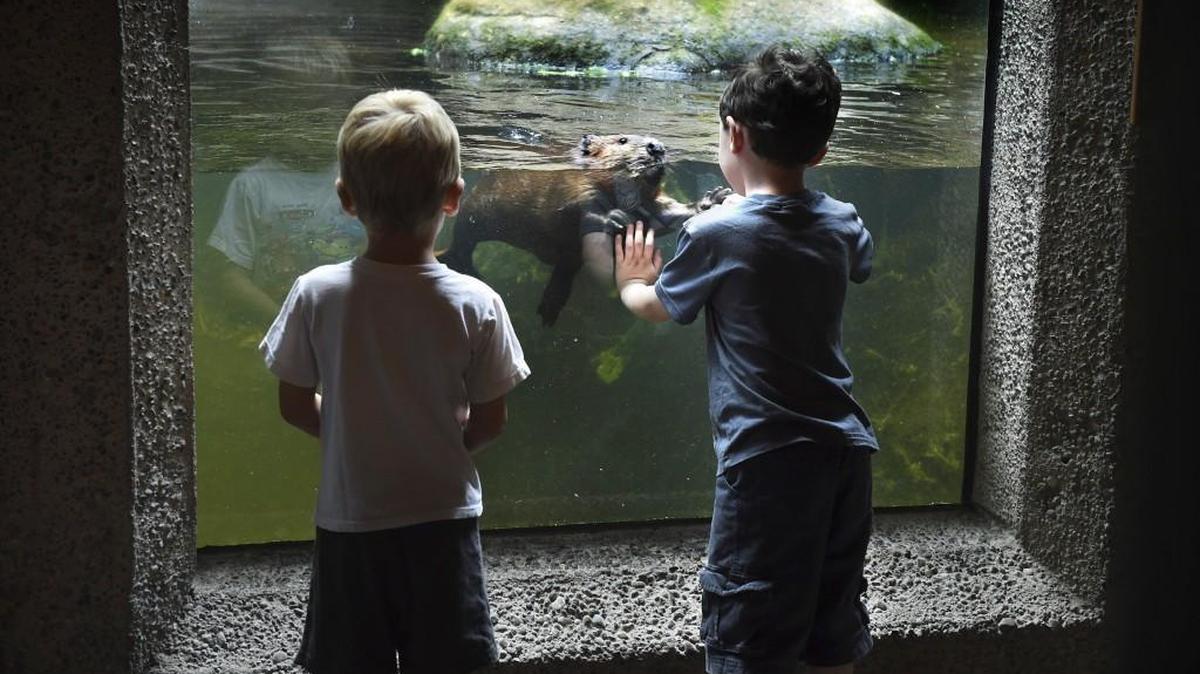 
A curious beaver says hi to two boys during a July visit to Northwest Trek Wildlife Park north of Eatonville.
