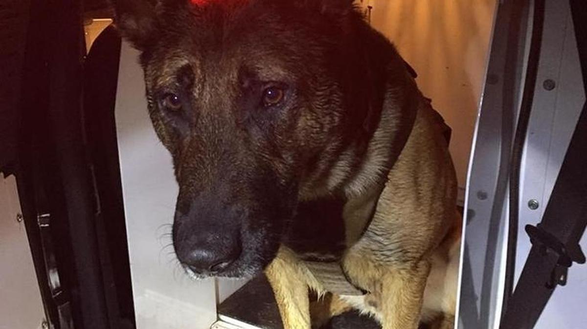 Thurston County Sheriff’s K9 Daro was involved in two incidents this weekend, including an early Sunday morning pursuit of a burglary suspect.