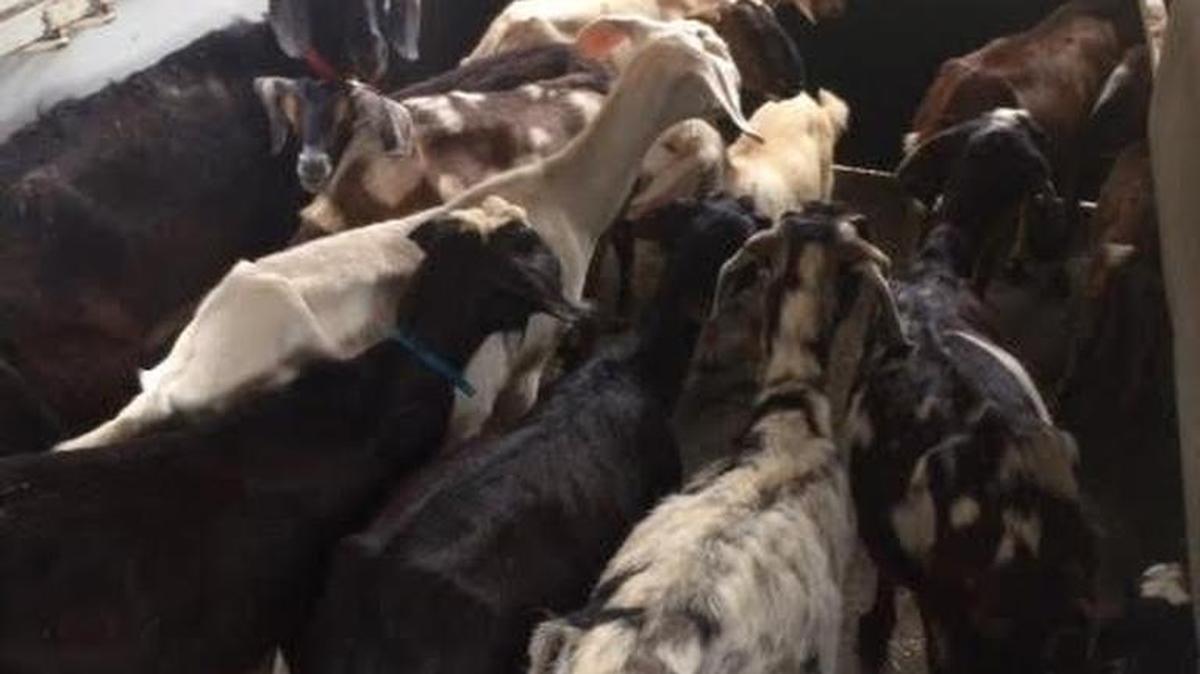 Some of the goats seized in June from Lattin’s Country Cider Mill and Farm.
