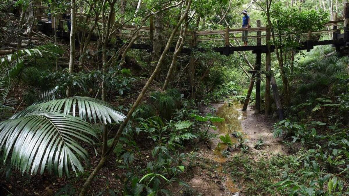 Anna Shimabukuro pauses during a hike to talk about plant life and trees along the trail in Okinawa, Japan on July 22, 2015. Shimabukuro, along with other environmentalists, participated in a lawsuit against the U.S. Defense Department in a bid to block construction of military air strips in Oura Bay, home to several species of coral, fish and the endangered, iconic dugong.