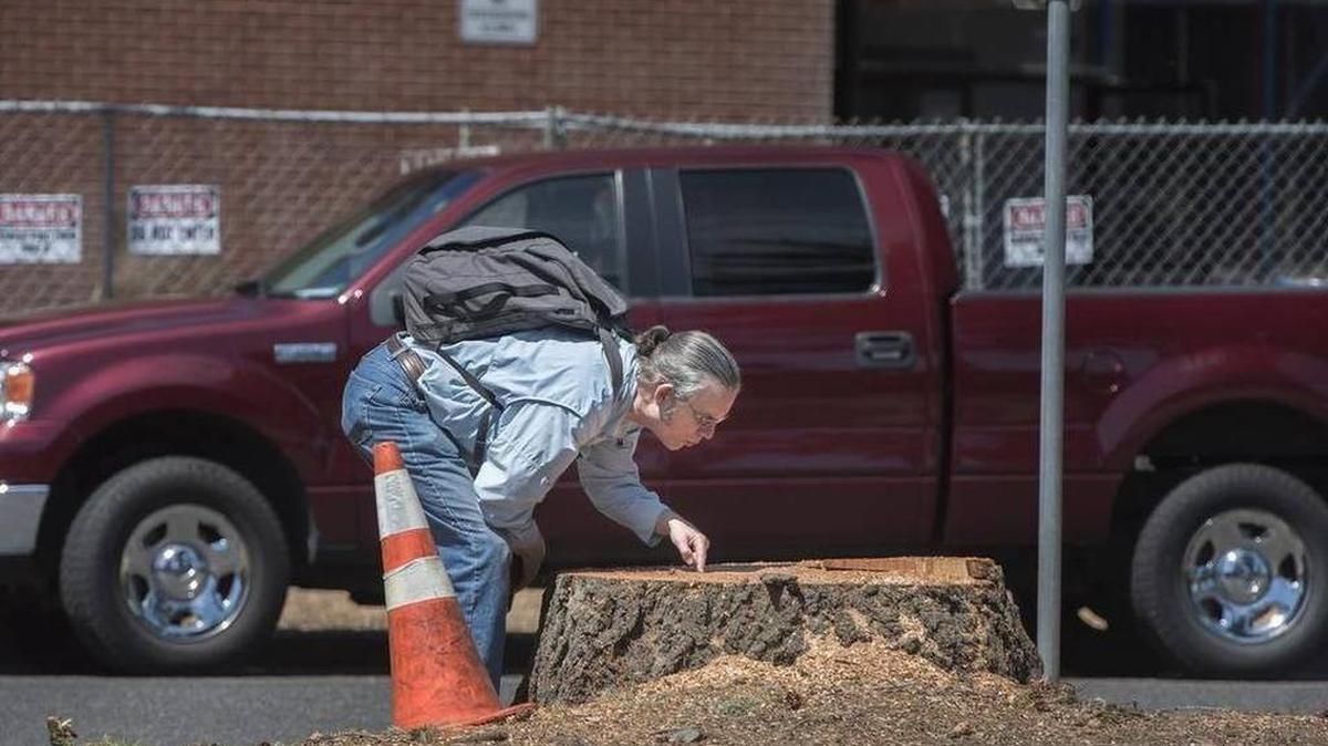 
Software worker Mark Pritchard stops to count the rings on a large Douglas fir stump last week at the Woodland Square complex in Lacey. Pritchard said the tree was about 75 years old.
