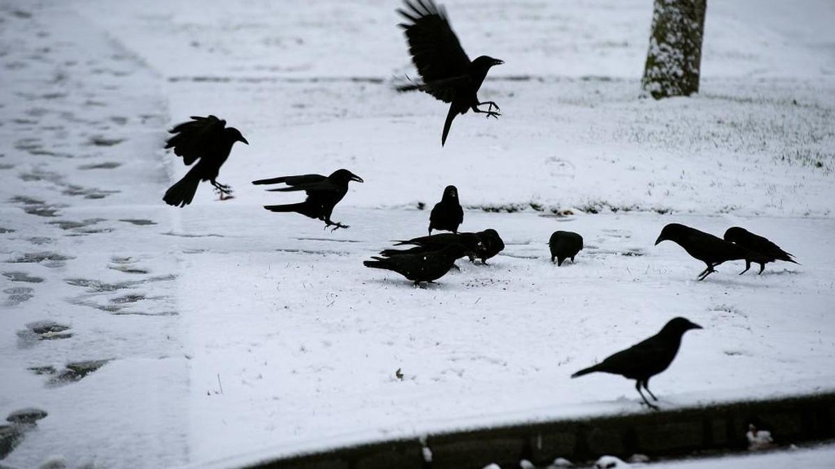A Murder of Crows: An Aviary Mystery at the Olympia library Saturday night. Teen detectives will work in teams, thwart nefarious characters and sift through clues. The first team to solve the case wins; everyone will be fed and rewarded with a screening of Alfred Hitchock's classic, "The Birds."