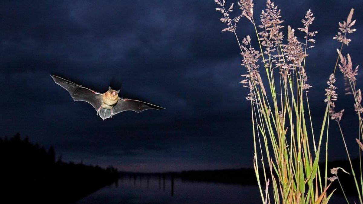 A little brown bat takes flight over Woodard Bay on Saturday, June 20, 2009.