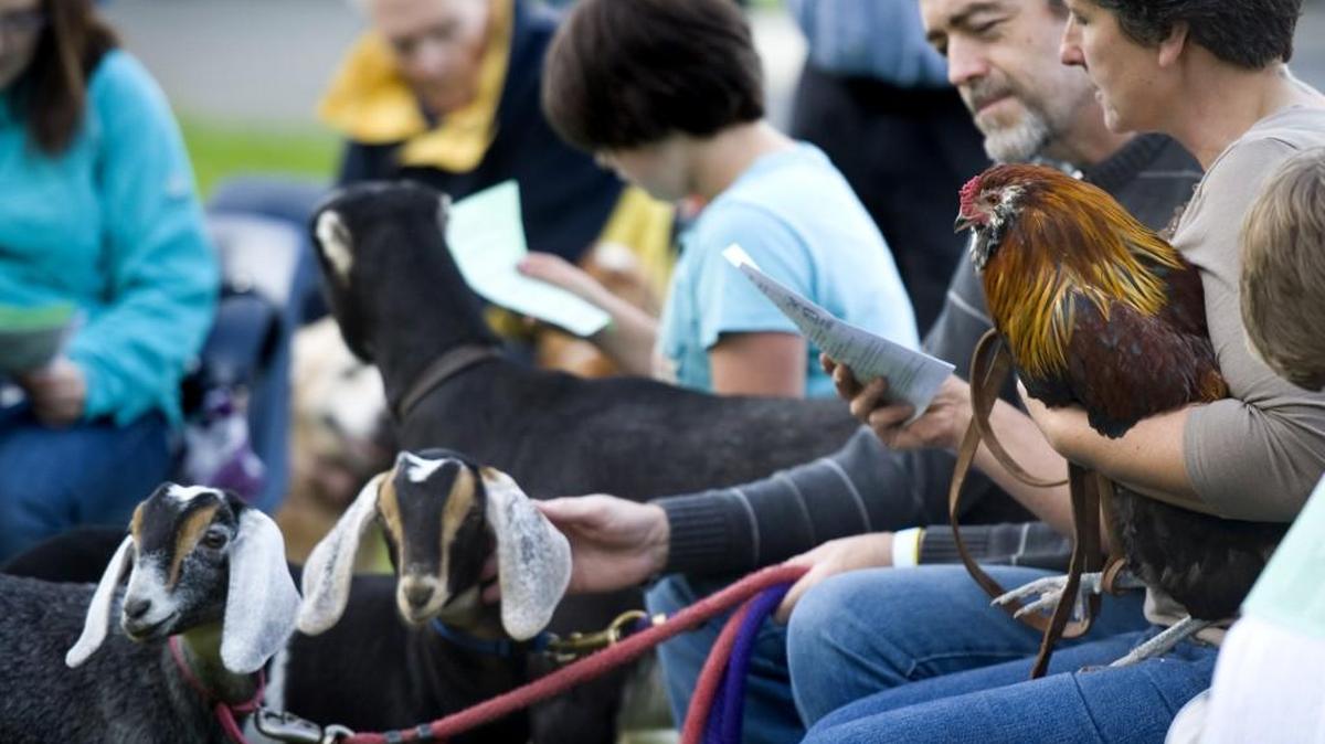 Jon Bill along with his goats China, left and Sicily attended the "Blessing of the Animals" ceremony at the Gig Harbor Methodist Church Sunday, Oct. 13, 2013. An Olympia event is planned for Sunday.