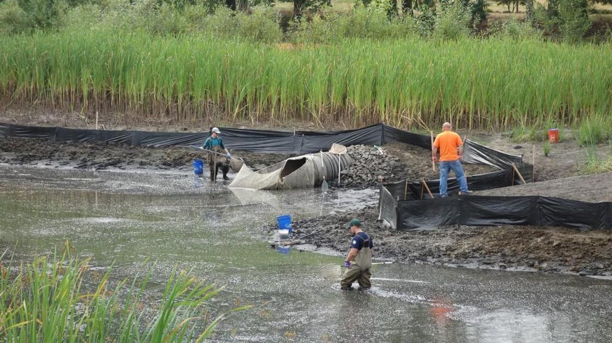 Some of the work to address an invasive species in Lacey known as the African clawed frog included new fencing.