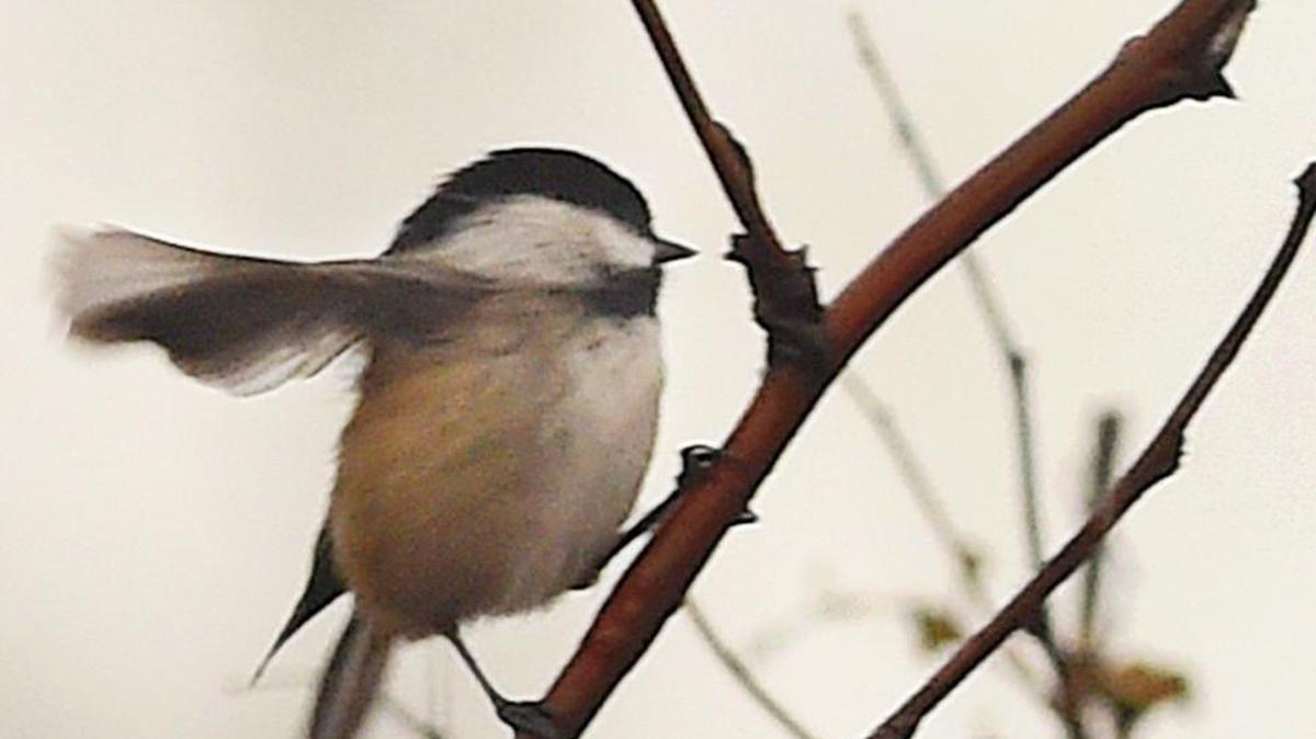 A Black-capped chickadee perches on a low branch along the trail as the weekly group of bird watchers and photographers trek around the Billy Frank Jr. Nisqually National Wildlife Refuge on Nov. 30, 2016. An upcoming Habitat Steward training in Lacey by the National Wildlife Federation will offer lessons in bird identification, gardening for wildlife and other information to help residents create space for wildlife.