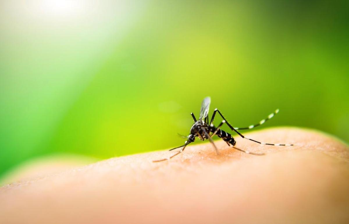 The first West Nile virus in Washington state in 2024 has been found in mosquitoes just across the Benton County line west of Prosser.
