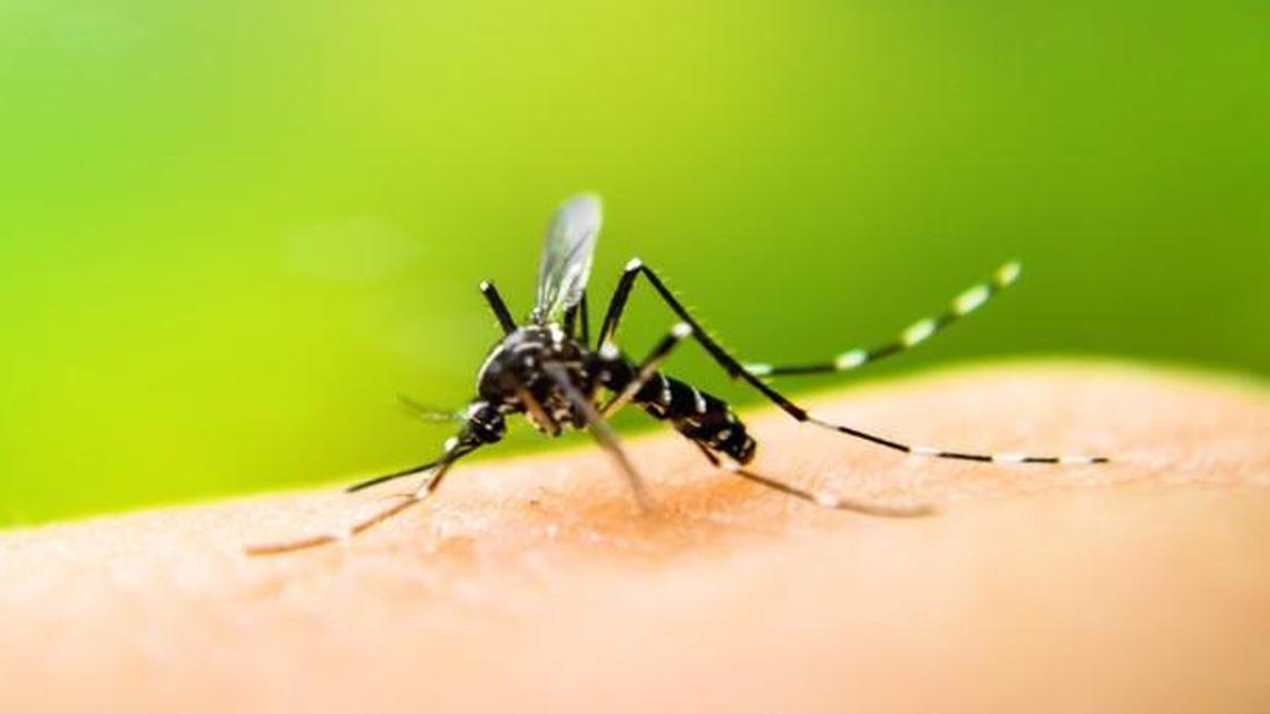 Update: West Nile sickens 2 Eastern WA people and 2 horses in bad year for virus