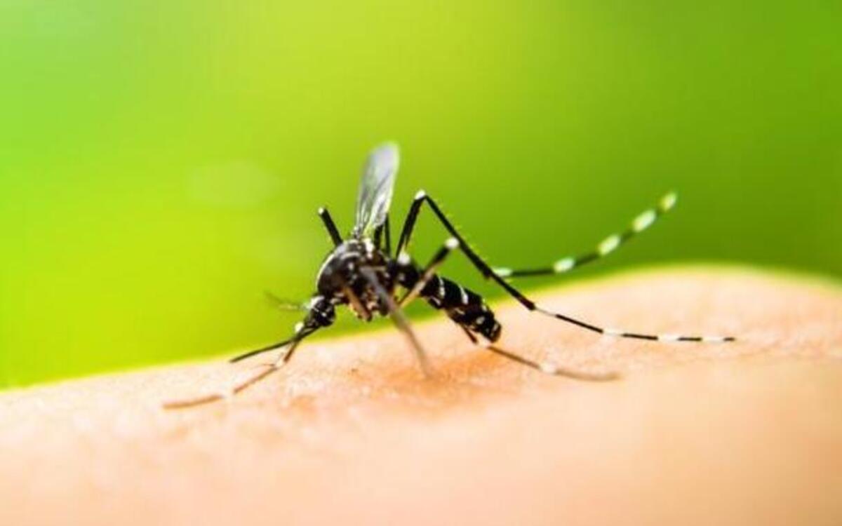 The first West Nile virus in Washington state in 2024 has been found in mosquitoes just across the Benton County line west of Prosser.