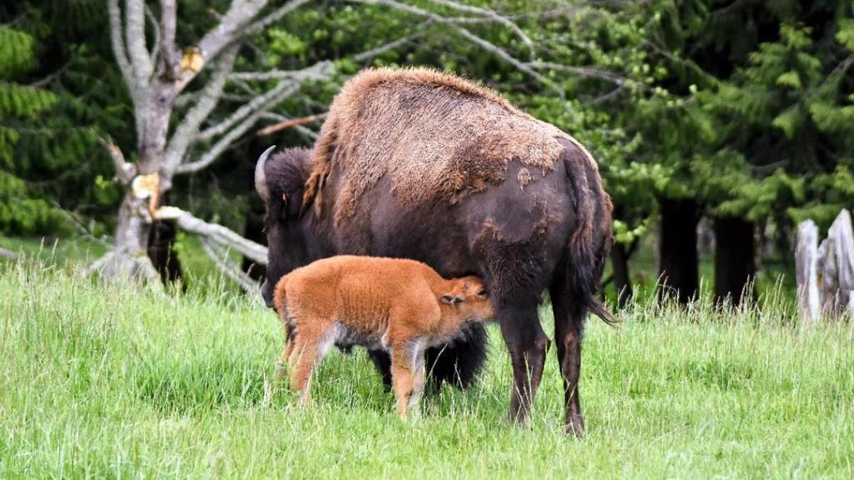 Three bison calves have joined a large herd that roams Northwest Trek Wildlife Park.