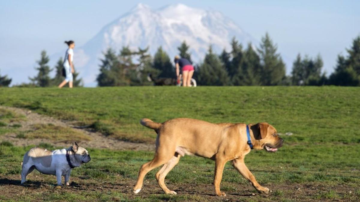 Dogs of all sizes and their owners gather at the Thurston County Off-leash Dog Park in Lacey in 2015.