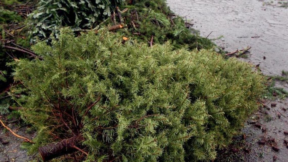 Tips for recycling your Christmas tree in your yard or through your city