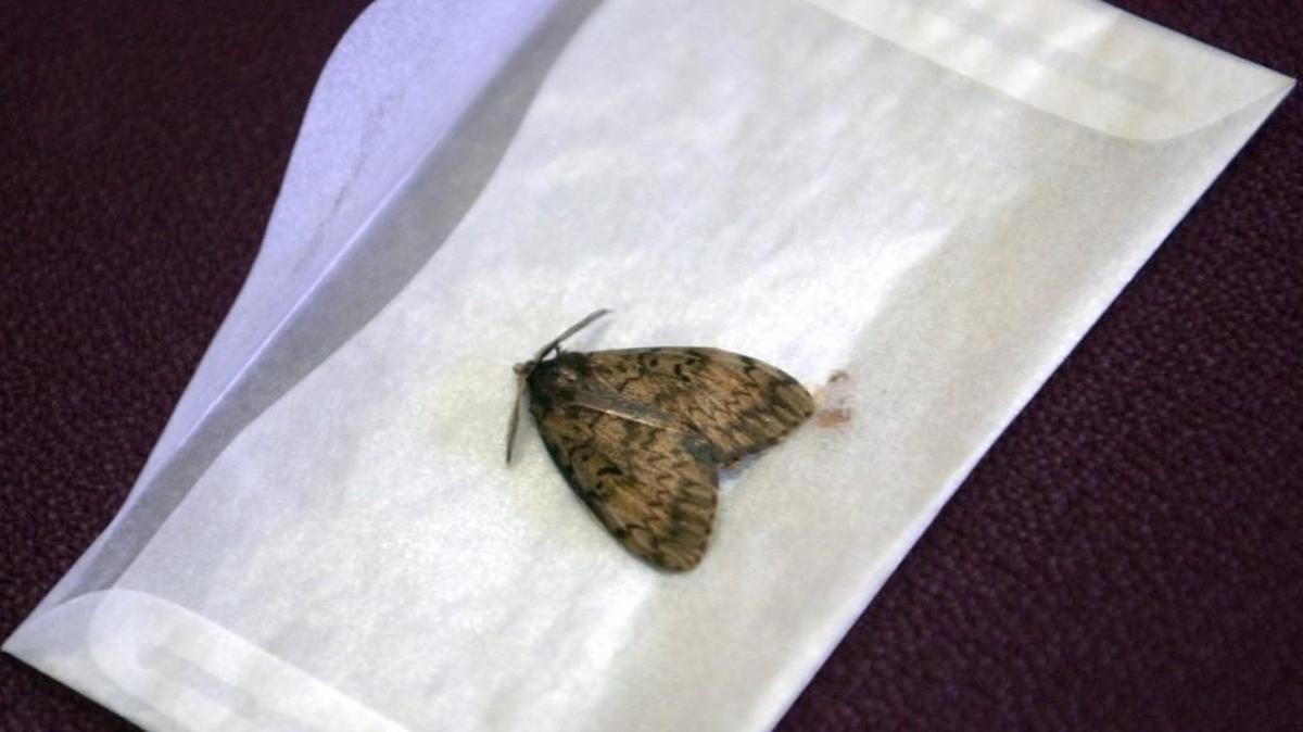 Gypsy moth