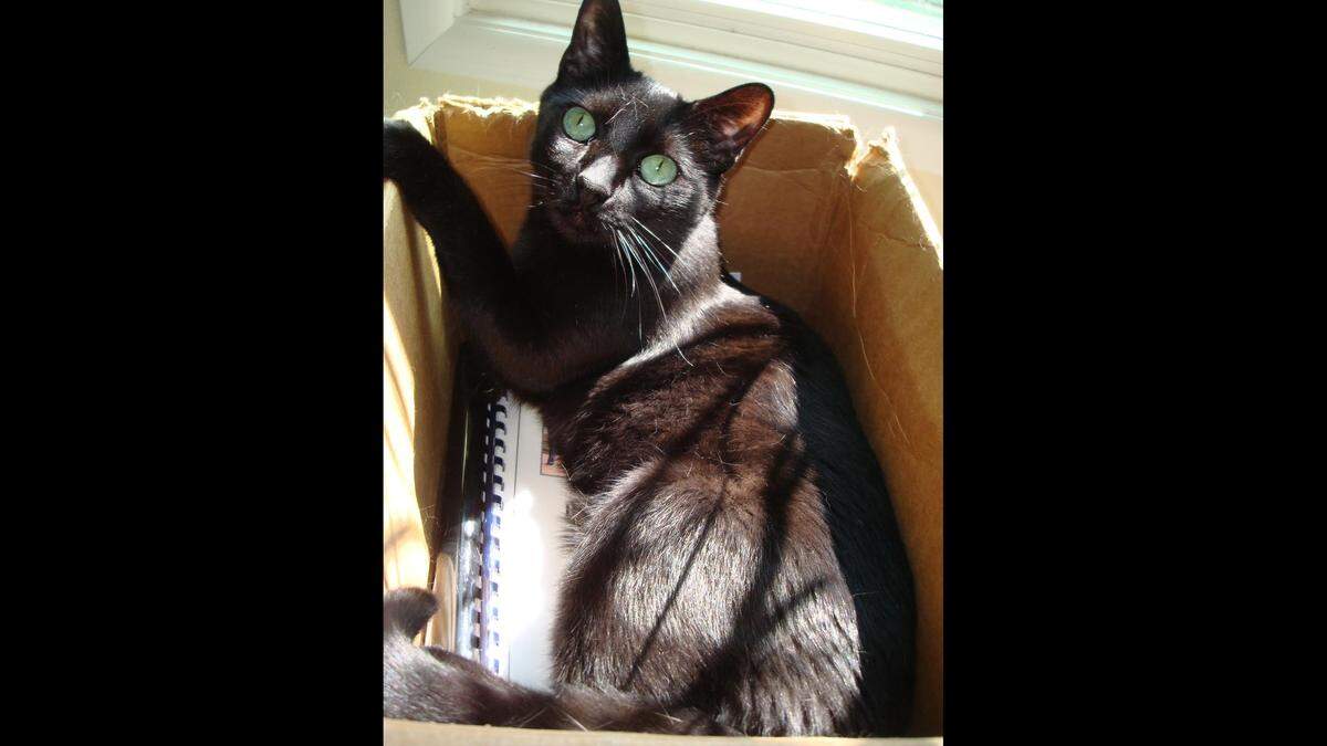 Spider the cat is shown basking in the sun.