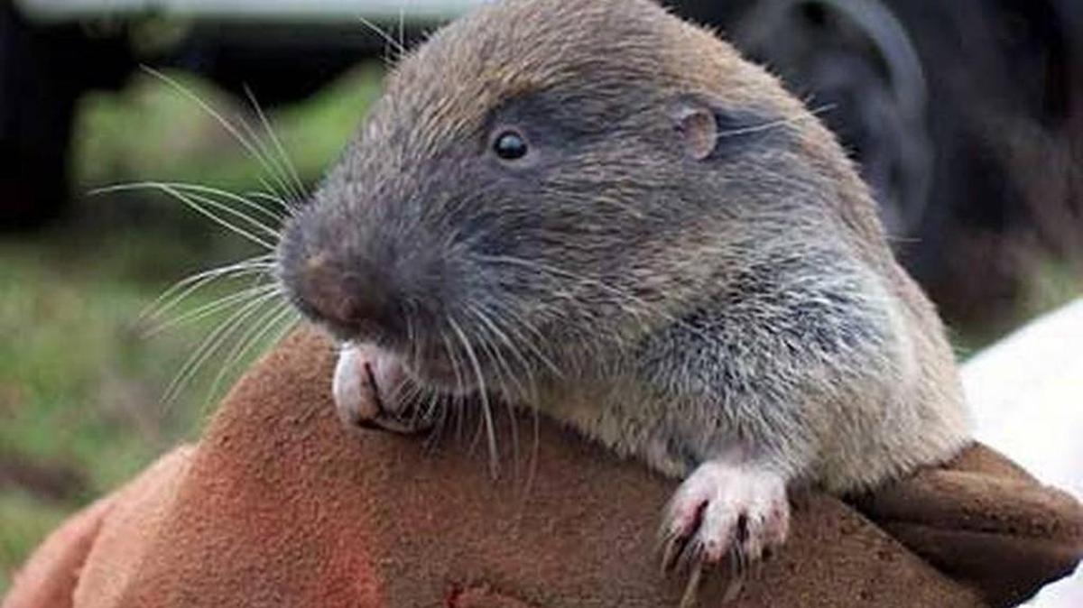 File photo of a Mazama pocket gopher. Federal restrictions involving the endangered Mazama pocket gopher are holding up Deborah McLain and her husband’s plans to build a home on a half-acre of an 8-acre plot in the county south of Tumwater.