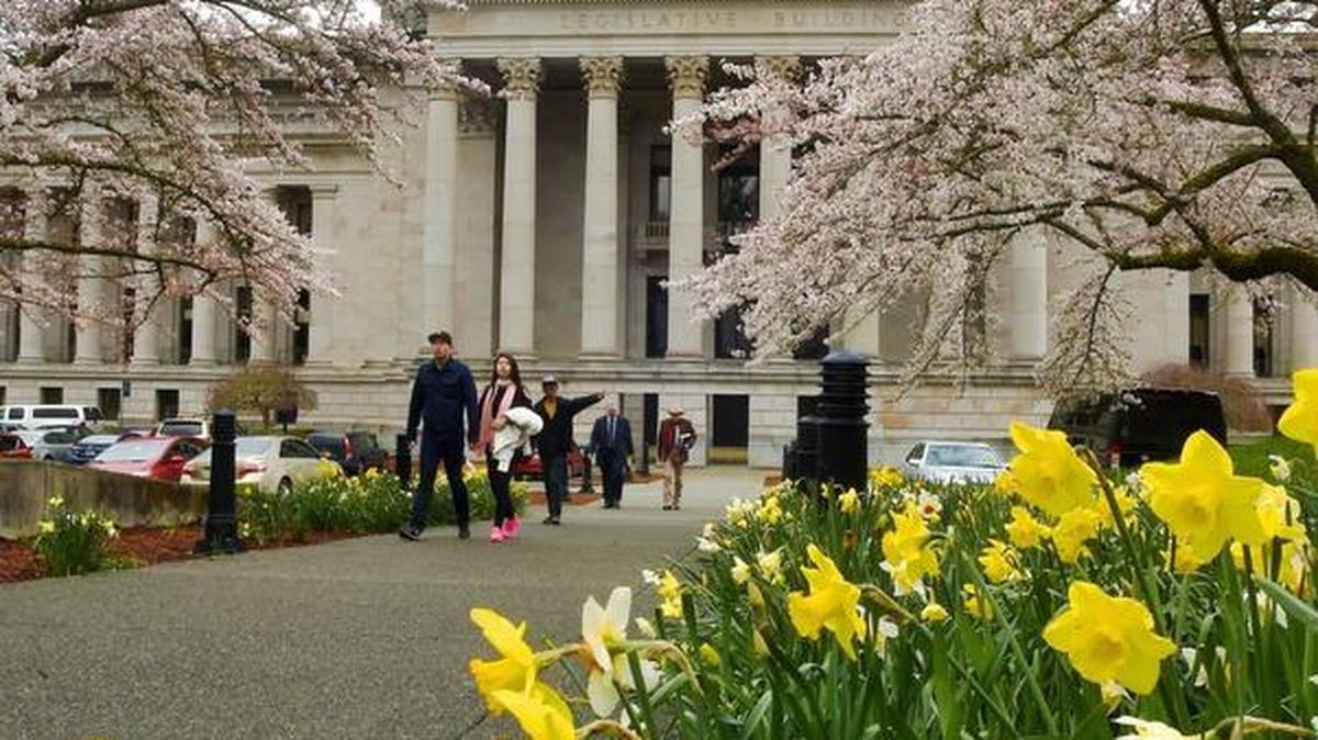 Giving a brief glimpse of spring in between scattered rain showers March 27, daffodils along the south walkway to the Legislative Building in Olympia offer a hopeful harbinger of warmer springlike weather.