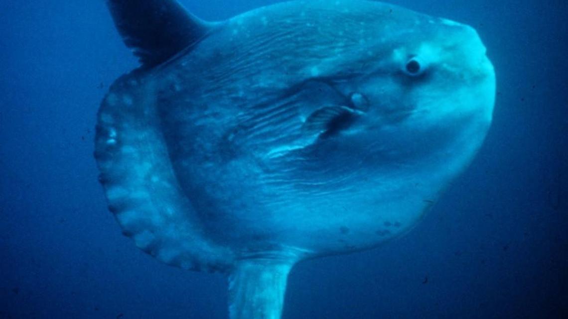 Photo of a mola mola, also known as the ocean sunfish, courtesy of the U.S. National Oceanic and Atmospheric Administration.