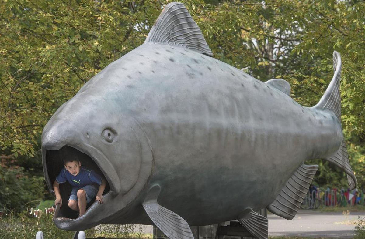 Nicholas Stephenson, 11, of Olympia, peeks out from the mouth of Fin, a 25-foot fiberglass salmon on display at the 2016 Nisqually Watershed Festival.