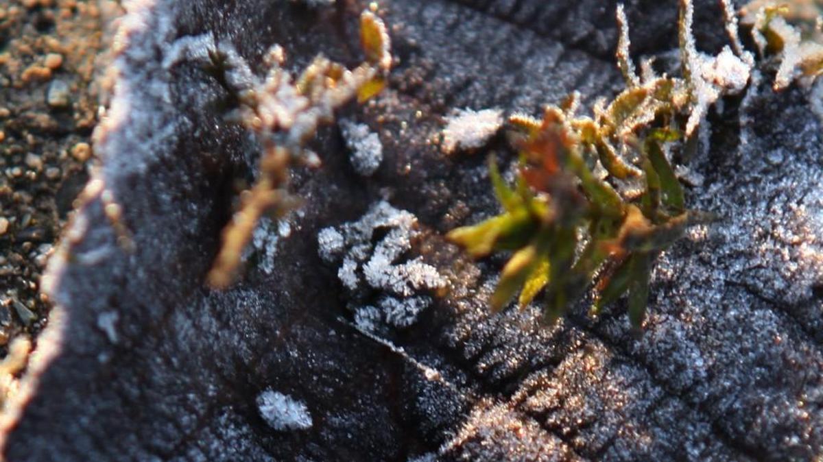 Resembling small kernels of rice, frost-encased New Zealand mud snails sit frozen to a leaf discovered by Allen Pleus, Washington State Department of Fish and Wildlife’s Aquatic Invasive Species coordinator, as he combed the frozen shoreline along Capitol Lake.
