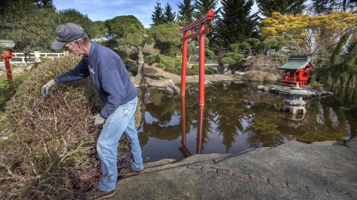Tacoma Metro Park horticulturist Steve Herbig works Friday on a maple tree near the torii gate and shrine at Point Defiance Park. The gate and shrine, which are not supposed to be in water, will be moved during a redesign at the Japanese Garden.