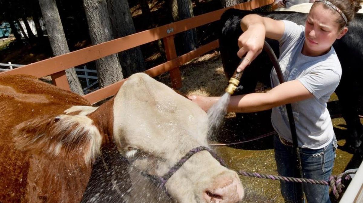 On a very warm Tuesday a day before the opening of the Thurston County Fair 4-H and Open class exhibitors Jessica Geho (left) and Rebecca Griffin clean-up and cool down two appreciative entrants as they along with the rest of the region prepare for a potentially record heat wave this week. The fair runs through Sunday at 3054 Carpenter Road SE, Lacey.