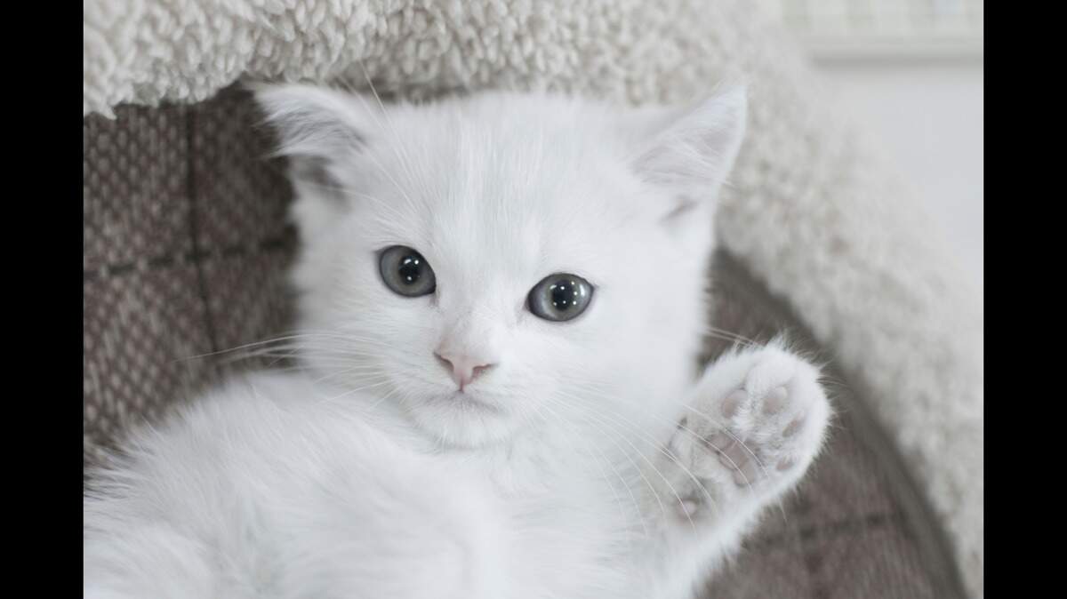 Make sure to vote in The Olympian’s Cutest Cat contest.