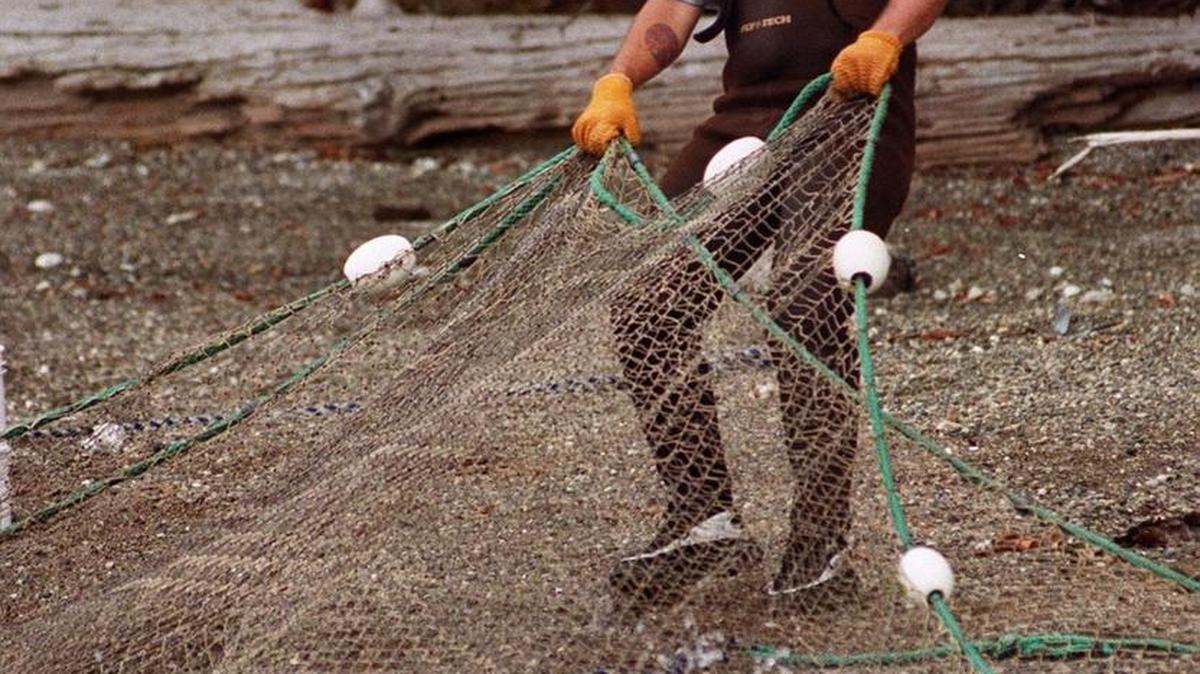 A Squaxin Island tribe member pulls a net with coho salmon to shore.