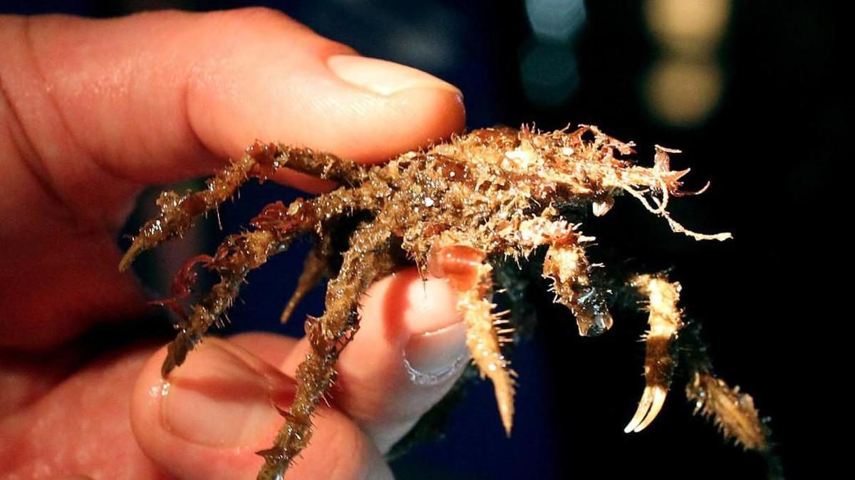 A decorator crab is held under the bright lights for all to see during the Pier Peer Adventure night.
