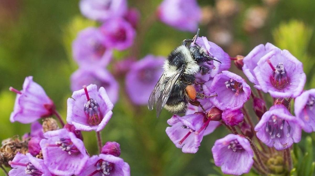 A bumble bee gathers nectar from heather wildflowers in a subalpine meadow at Mount Rainier near Paradise in 2014. The park’s wildflowers are expected to be in bloom from now through early fall.