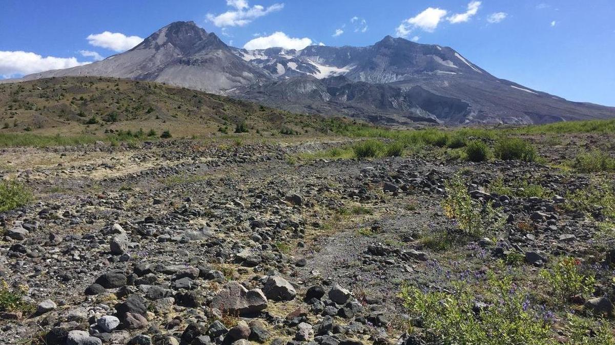 The pumice plain on Mount St. Helens is a rare and sensitive research site, and a Forest Service proposal to build a road through the area has generated backlash from conservationists and scientists.