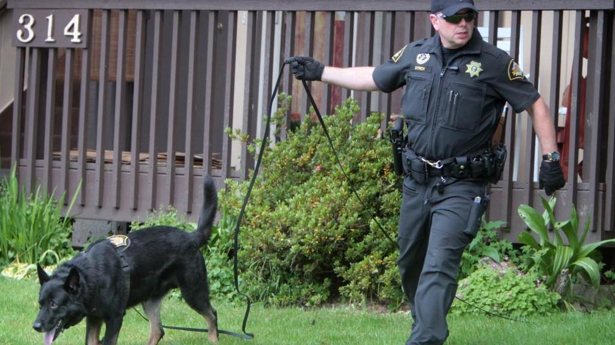 Staff file: Thurston County Sheriff’s Deputy Rod Ditrich follows K9 officer Rex as they search for a second burglary suspect who fled in the Bigelow neighborhood of east Olympia on Friday, May 17, 2013. K9 Rex died early Friday, officials say.