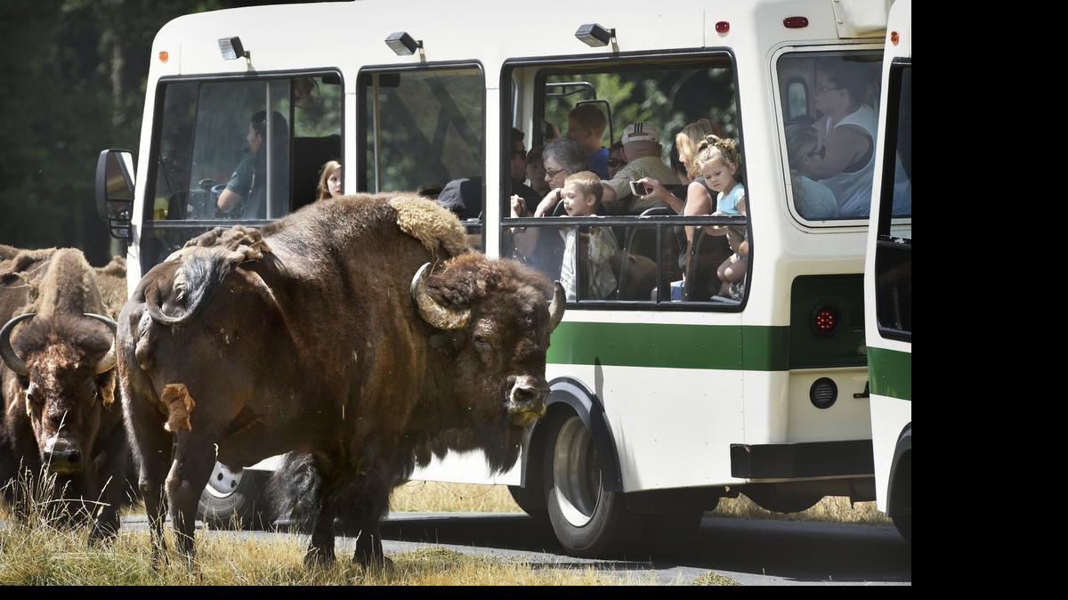 
Vistors take in the view of American bison from the Discovery Tram Tour through the free-roaming area at Northwest Trek. 
