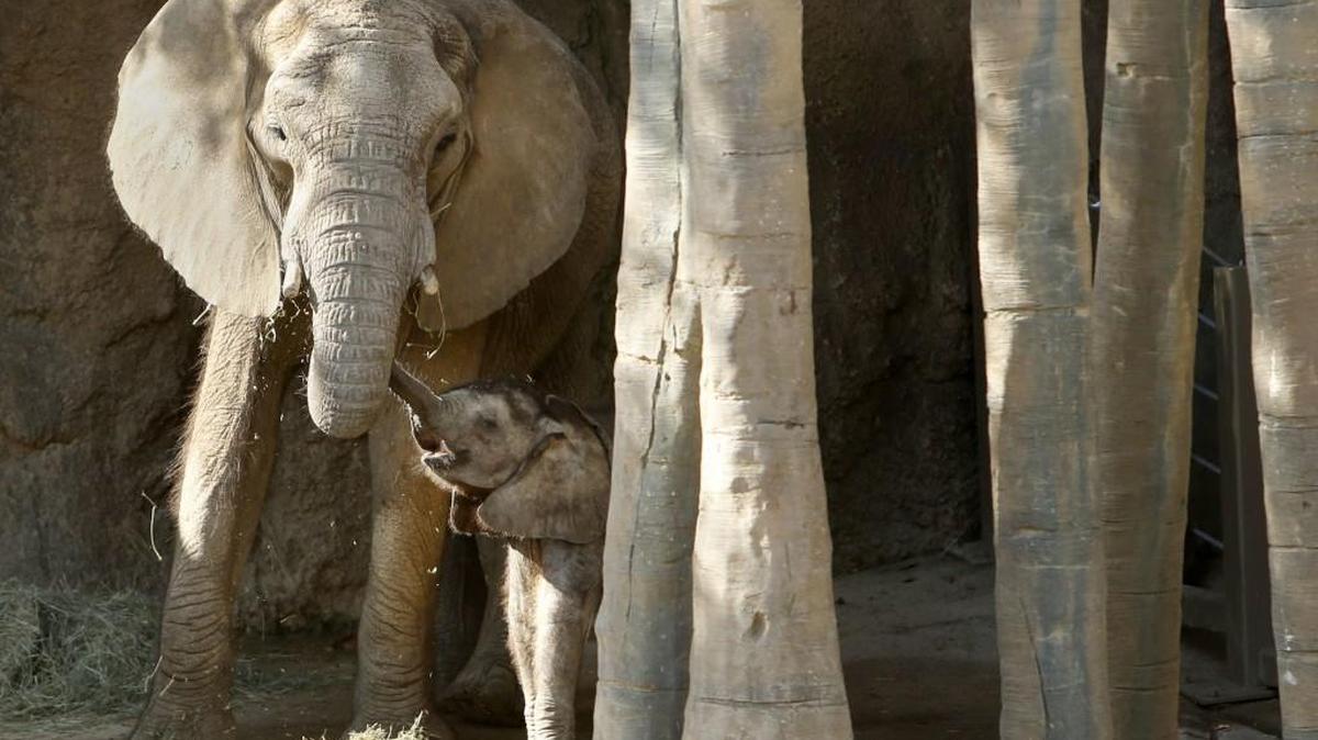 Ajabu, a 5-month-old baby elephant, stands with his mother Mlilo in the Giants of the Savannah exhibit at the Dallas Zoo in Dallas on Wednesday, Oct. 12, 2016. Enjoy a noon history talk: “Elephant Hunting in Thurston County,” Thursday at the Schmidt House.