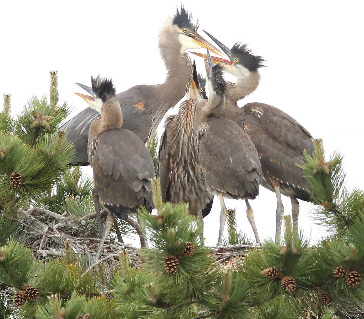 A heron family of the downtown Olympia rookery is shown within one of the towering pine trees on B Avenue Northeast and Capitol Way North.