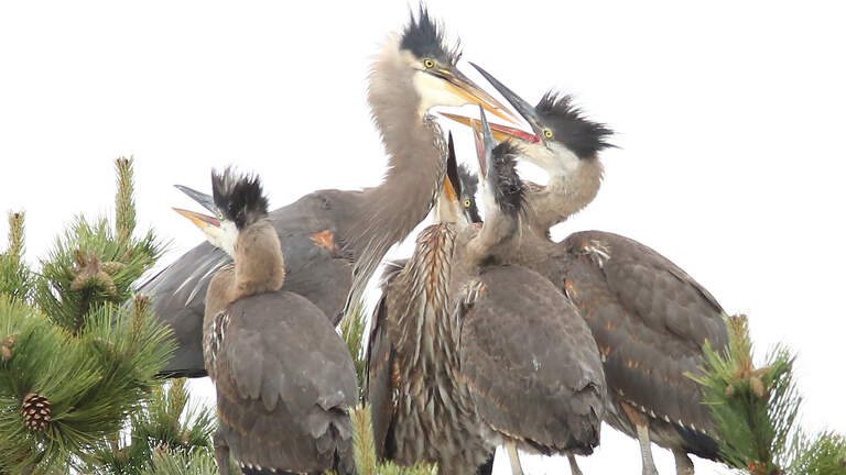 See the blue herons near the Olympia Farmers Market. Here’s when to go