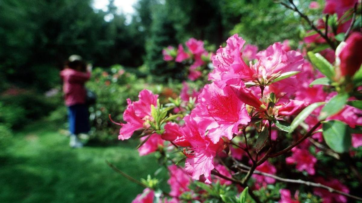 
This 3.2-acre rhododendron and azalea garden was created by Olympia residents Art and Peggy Zabel.
