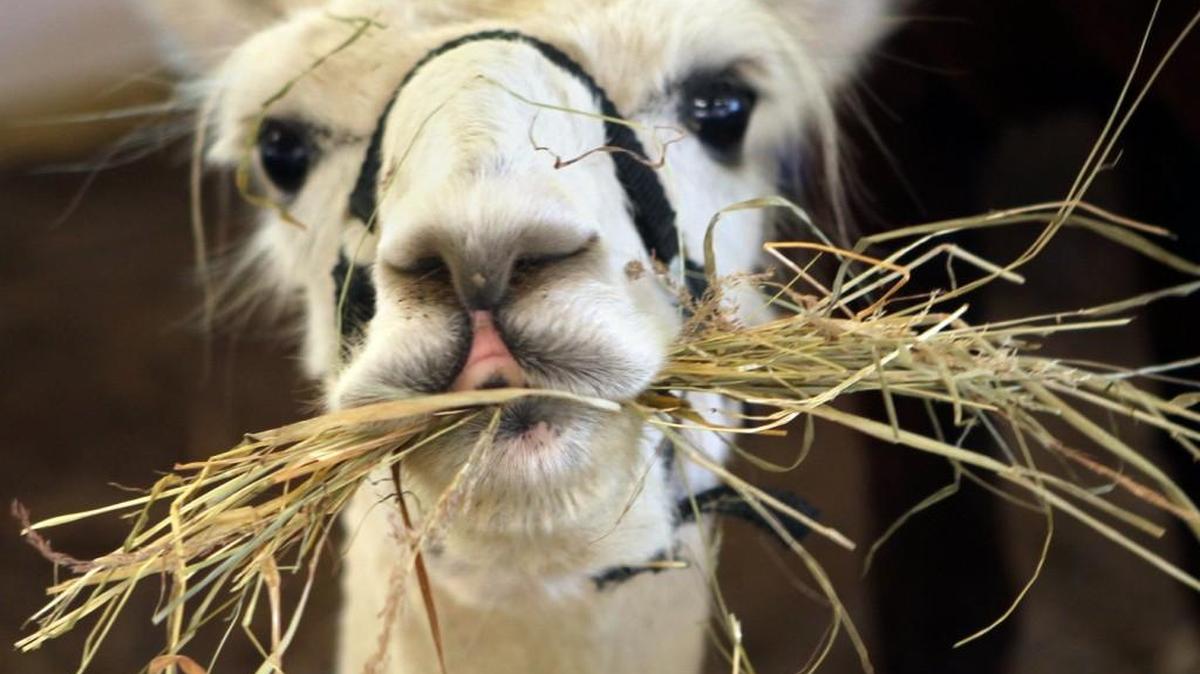 Alpaca open house: Meet alpacas and ranchers from area farms Sept. 23 at La Vida Alpaca, 15631 159th Lane SE, Yelm. Activities for all ages, alpaca products for sale. Information: 360-894-1273, dbagshaw@earthlink.net, lavidaalpaca.com.