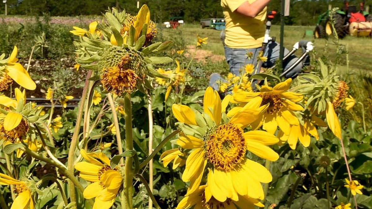 Standing out in their vibrant yellow colors a row of balsamorhiza sunflowers or more commonly known as balsamroot, are tagged by AmeriCorps' member Iris Banks May 10 at the Violet Prairie Seed Farm. Located at 17843 Gibson Road near Tenino the farm will take part in the 21st annual Prairie Appreciation Days on Saturday May 14. The event includes activities and tours. Locations include the Glacial Heritage Preserve, Mima Mounds Natural Area Preserve and seed farm open house tours at Violet Prairie from 12:30-2 p.m. and from 2:30-4:30 p.m. at Shotwell's Landing Nursery and Seed Center located at 14447 Littlerock Road near Rochester.Further information can be found on the web at www.prairieappreciationday.org.