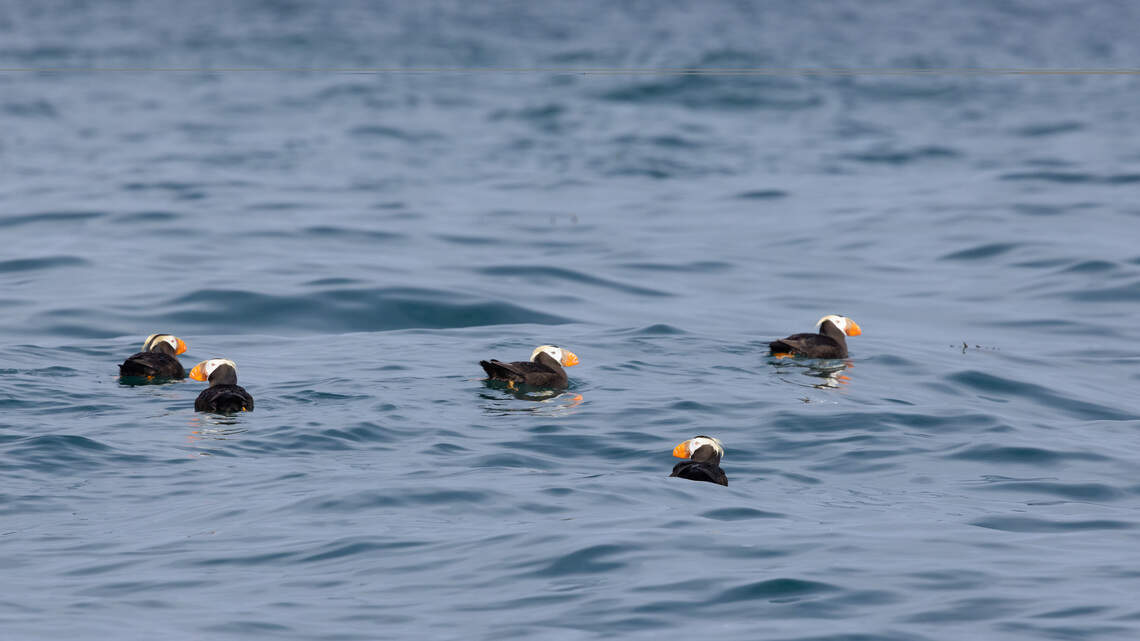 Rare puffin sighting, restaurant inspections, crash on U.S. 12: July 22 roundup