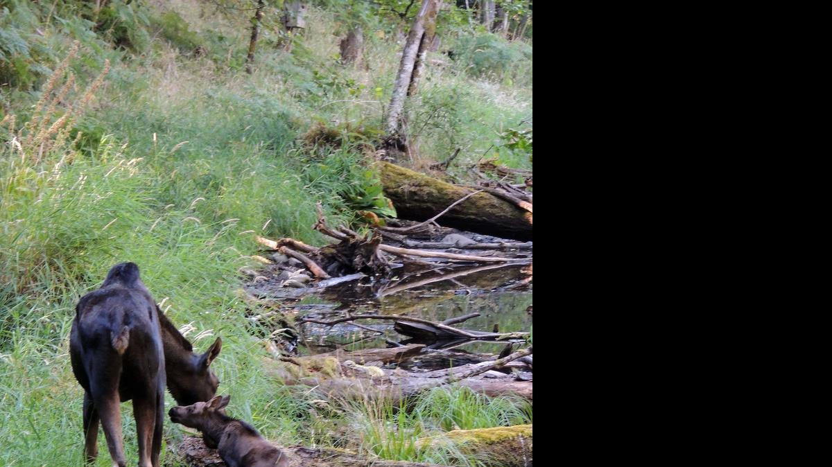 
Connie the moose touches noses with her newborn calf at Northwest Trek Wildlife Park. She gave birth either late July 17, or early July 18.
